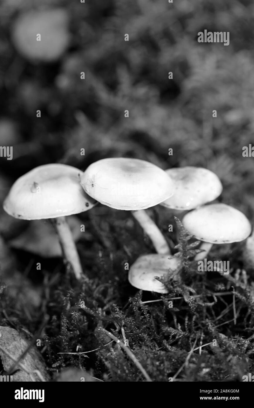 Pilze schwarzen und weißen Hintergrund 50 Megapixel Makro bearbeiten Stockfoto