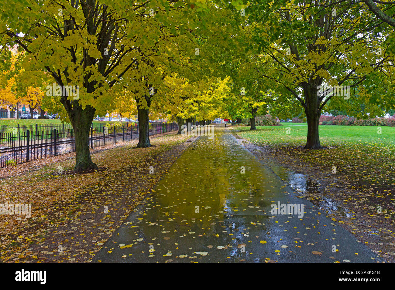 Gehweg unter Laubbäumen im Herbst, Burlington, Vermont, USA. Bunte Landschaft im Herbst mit Reflexion in Pfützen. Stockfoto