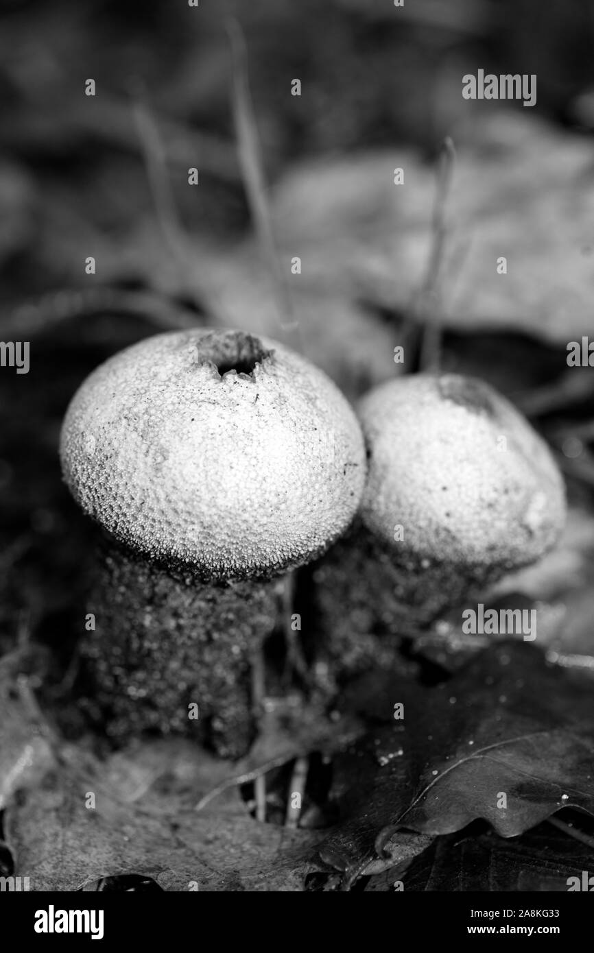 Pilze schwarzen und weißen Hintergrund 50 Megapixel Makro bearbeiten Stockfoto