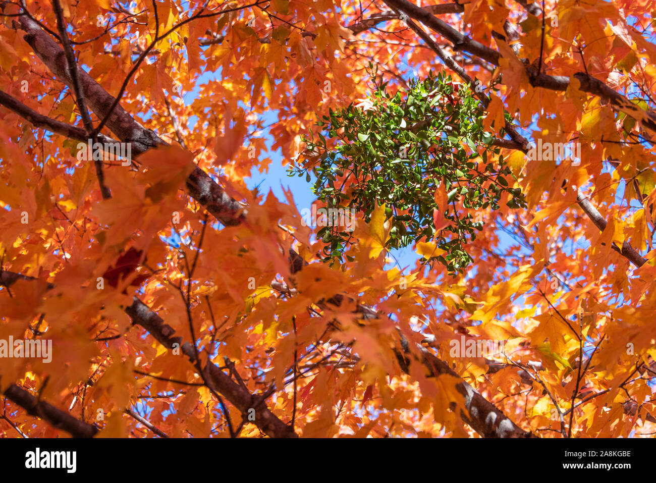 Grüne Mistel durch lebendige Herbst Ahorn gesehen Blätter auf einen schönen Herbst Tag in Atlanta, Georgia. (USA) Stockfoto