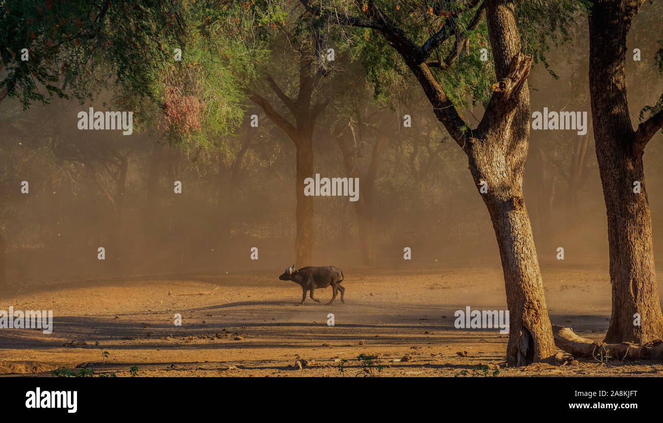 Sturm peitschen bis Samenkapseln und Staub rund um einen einsamen Büffel in der afrikanischen Wüste Bild im Querformat mit Platz kopieren Stockfoto