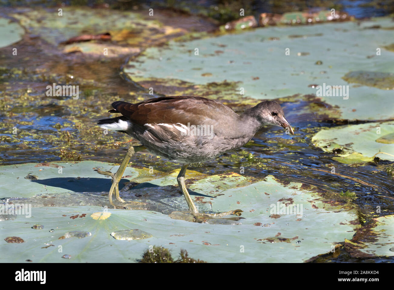 Lange Finger lassen Sie Common gallinule (Gallinula galeata) Spaziergang über Lotus Blätter Stockfoto