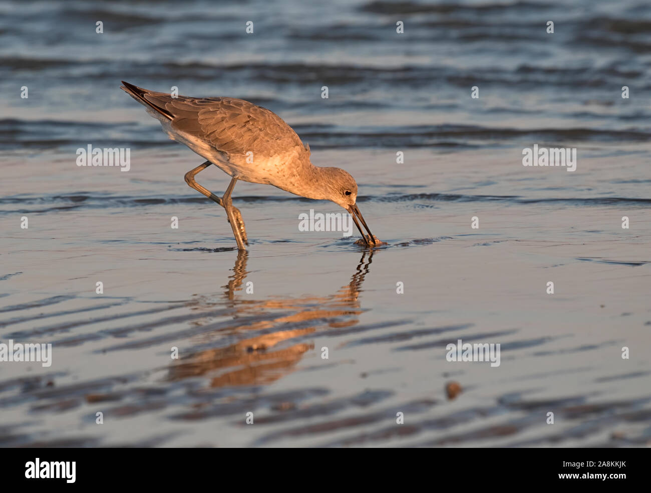 Willet (Tringa semipalmata) versucht die Weichtiere aus seiner Muschel am Strand von Galveston Island, Texas, USA zu ziehen Stockfoto