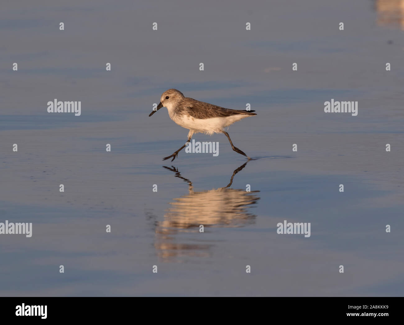 Western sandpiper (calidris Mauri) im Winter Gefieder entlang dem Meer Strand bei Sonnenuntergang, Galveston, Texas, USA. Stockfoto