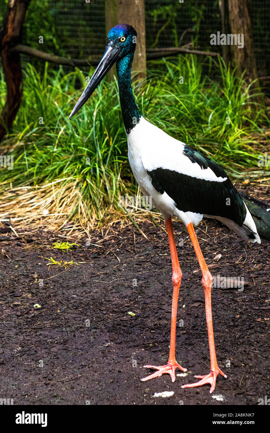 Schwarzhalsstorch in der Voliere im Melbourne Zoo, Nahaufnahme Stockfoto