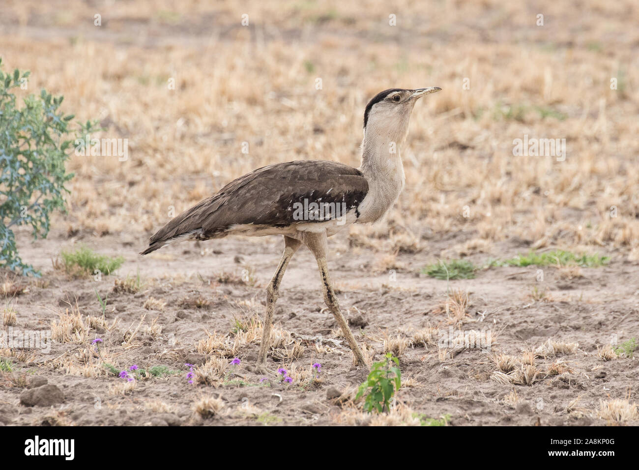 Australische Bustrad wandert die Plains auf der Suche nach Essen Stockfoto