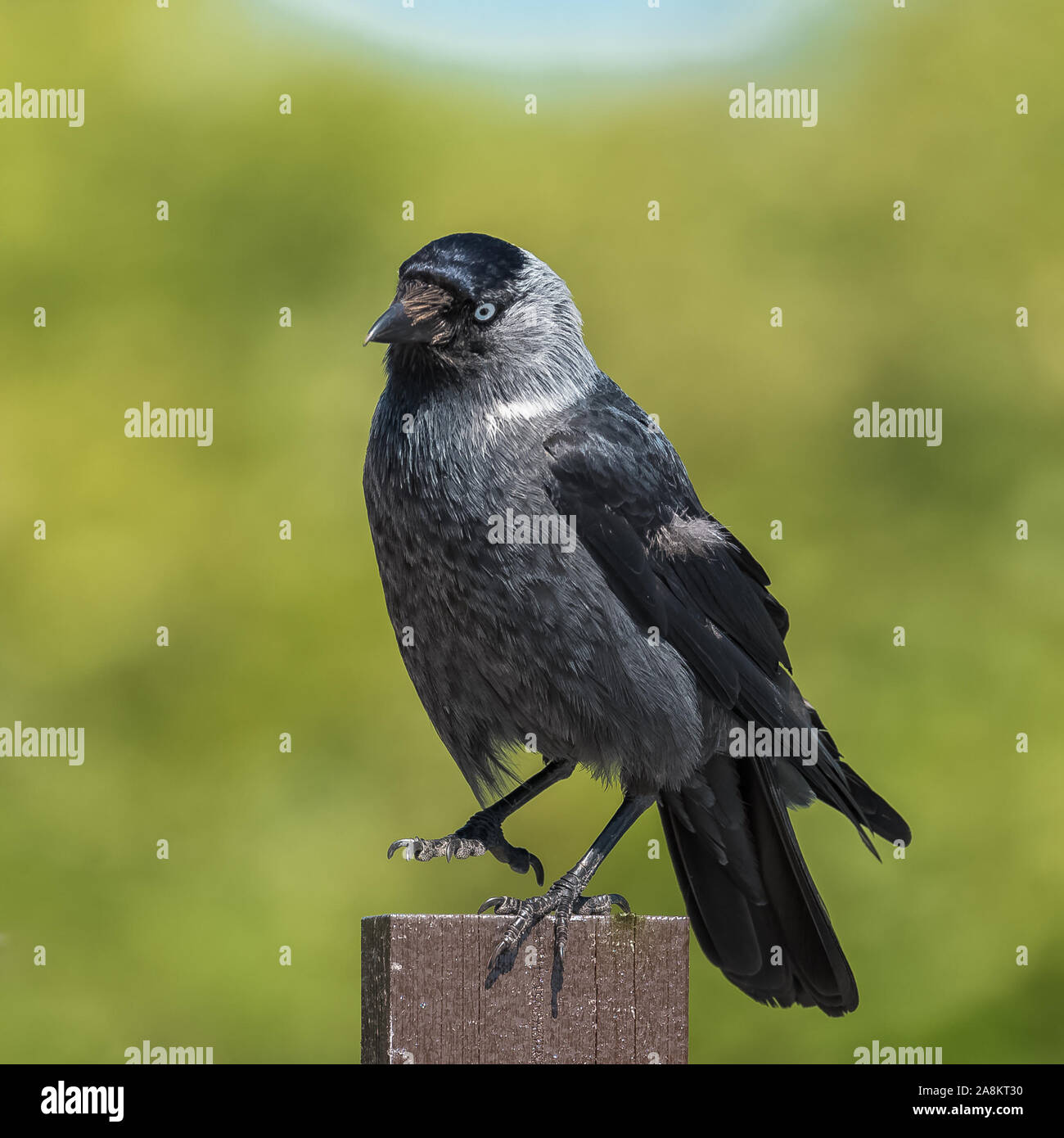 Hooded Crow, ein wunderschöner grauer und schwarzer Vogel, der auf einem Holzpfeistenposten steht Stockfoto