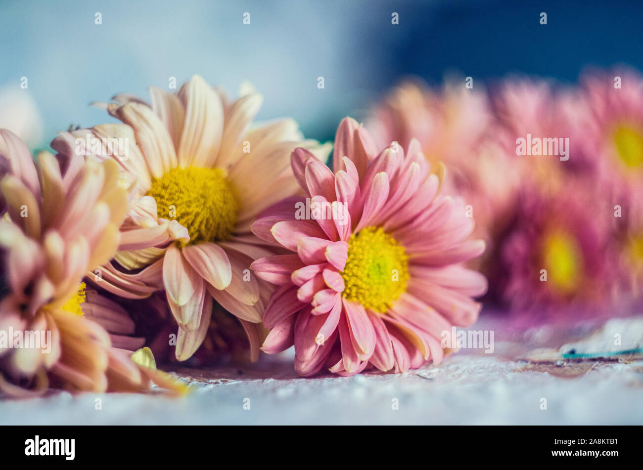 Rosa apricot Chrysanthemen auf einem malerischen Hintergrund. Foto Herbst Blumen. Stockfoto