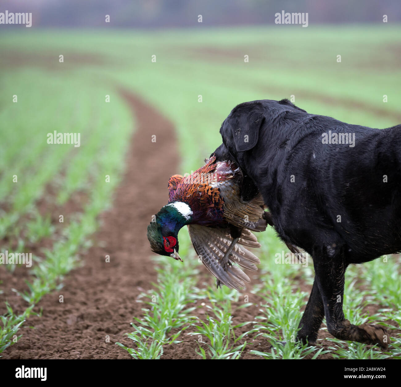 Hund auf Fasanenjagd Stockfoto