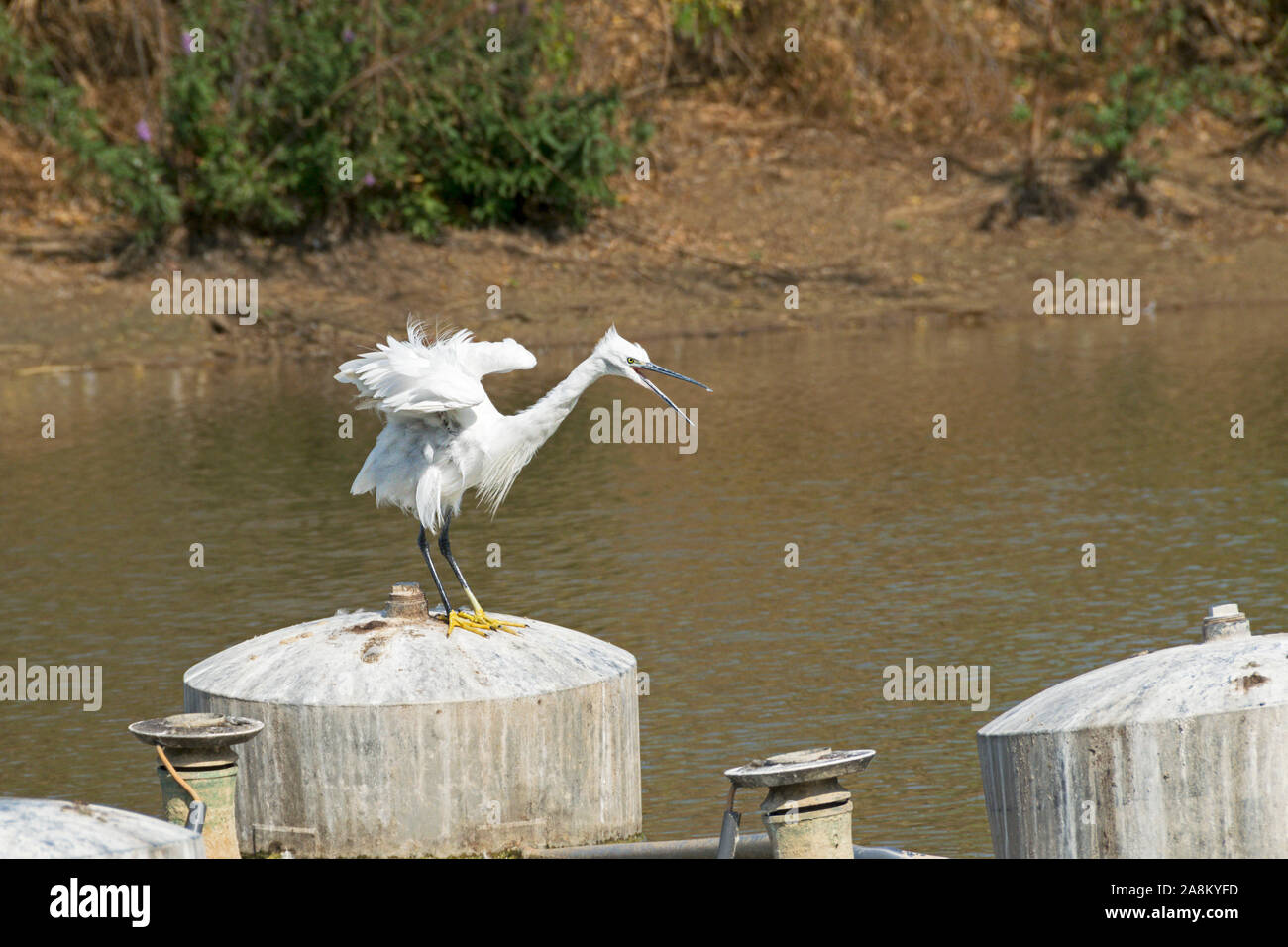 White wütend auf der Suche Seidenreiher Egretta garzetta Vogel mit gelben Füßen thront auf einem Tank in Tel Aviv Israel City Park Teich Stockfoto