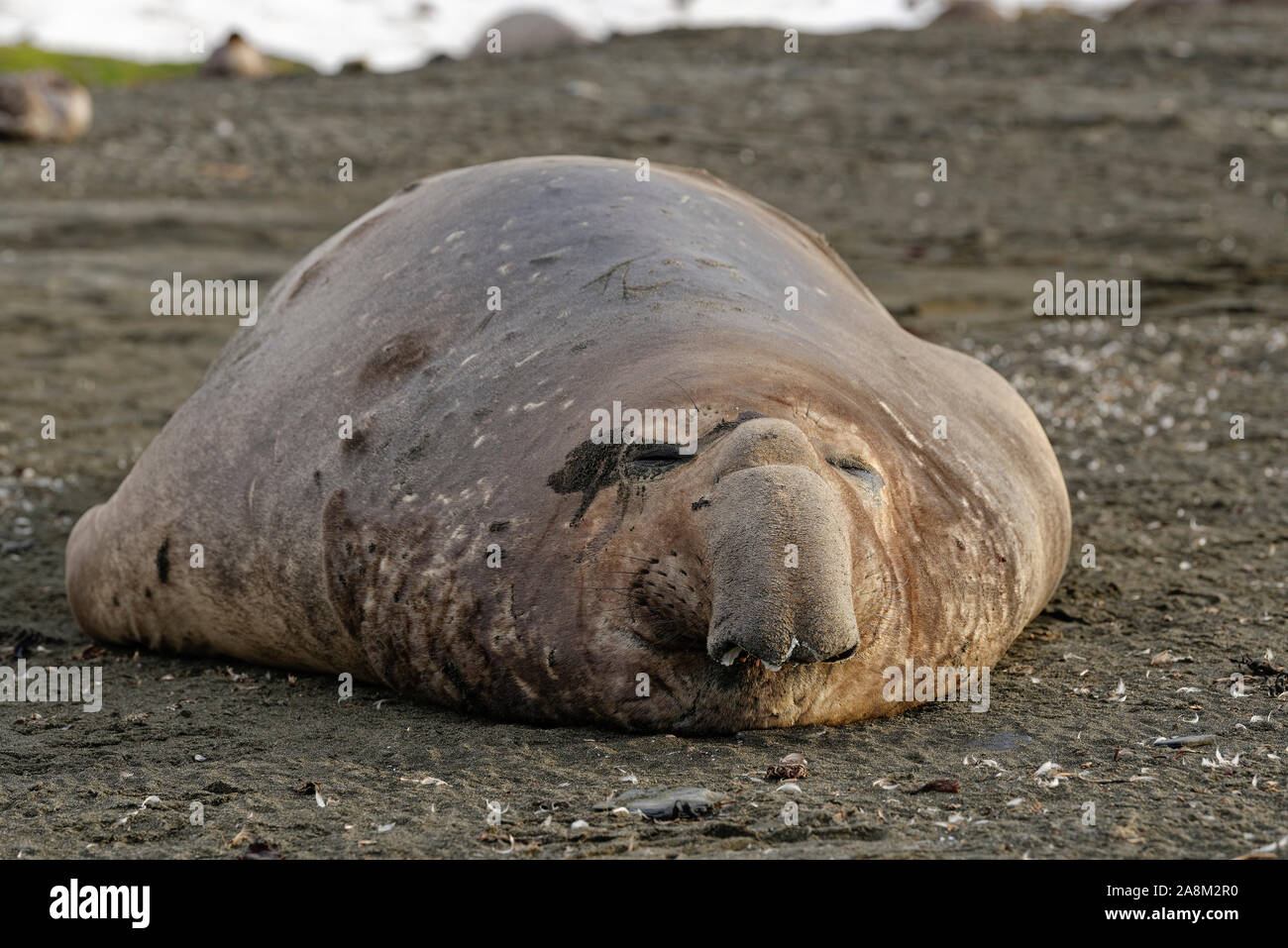 Südlicher See-Elefant (Mirounga leonina leonina), Erwachsener, Balatonfüred im Morgenlicht am Strand, St Andrews Bay, South Georgia. südlichen elephant Seal an der Küste. Stockfoto