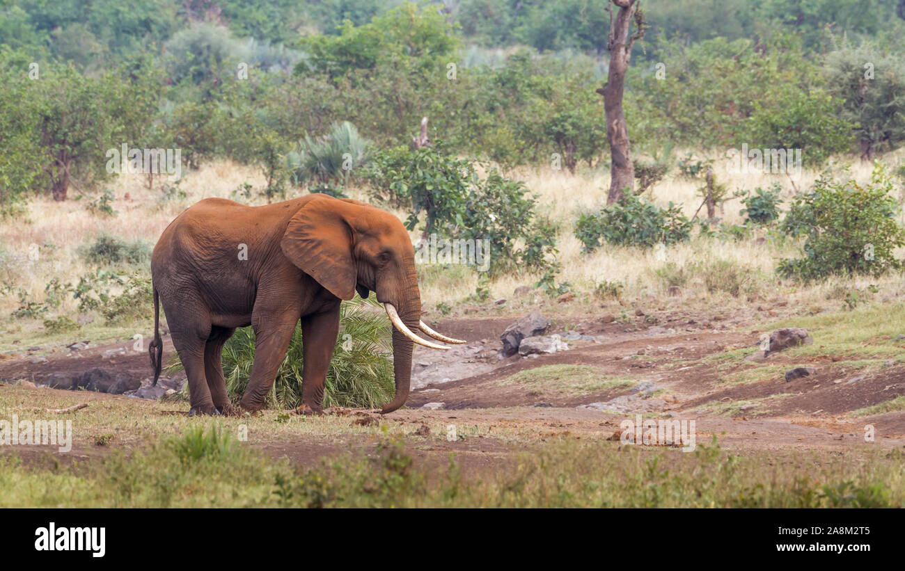 Afrikanischen Busch Elefant mit langen Tusk und roten Schmutz Haut im Krüger Nationalpark, Südafrika; Specie Loxodonta africana Familie der Elephantidae Stockfoto