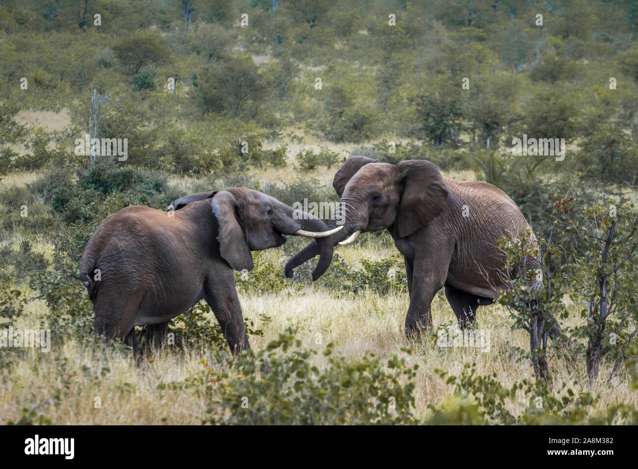 Zwei afrikanischen Busch Elefanten im Kruger National Park duellieren, Südafrika; Specie Loxodonta africana Familie der Elephantidae Stockfoto