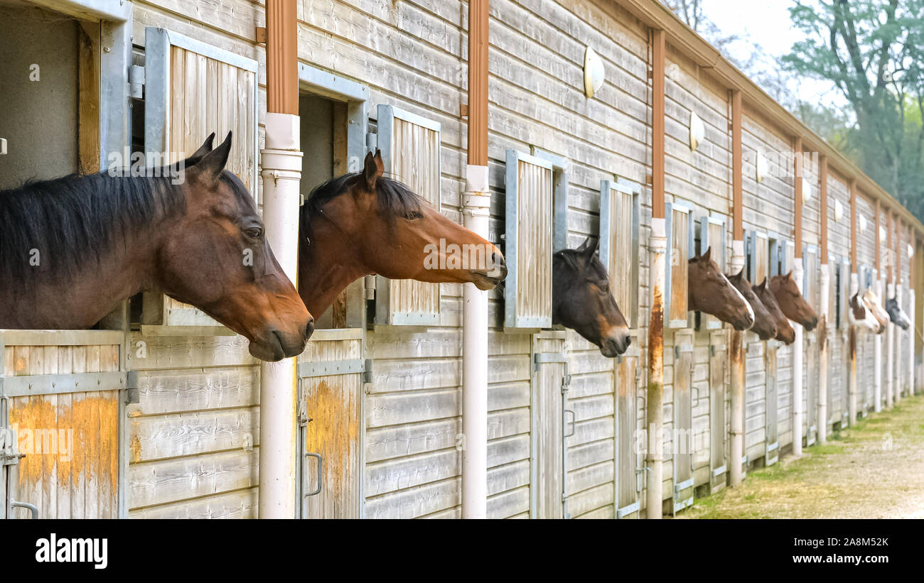 Braune Pferde in stabile, schöne Tiere Stockfoto