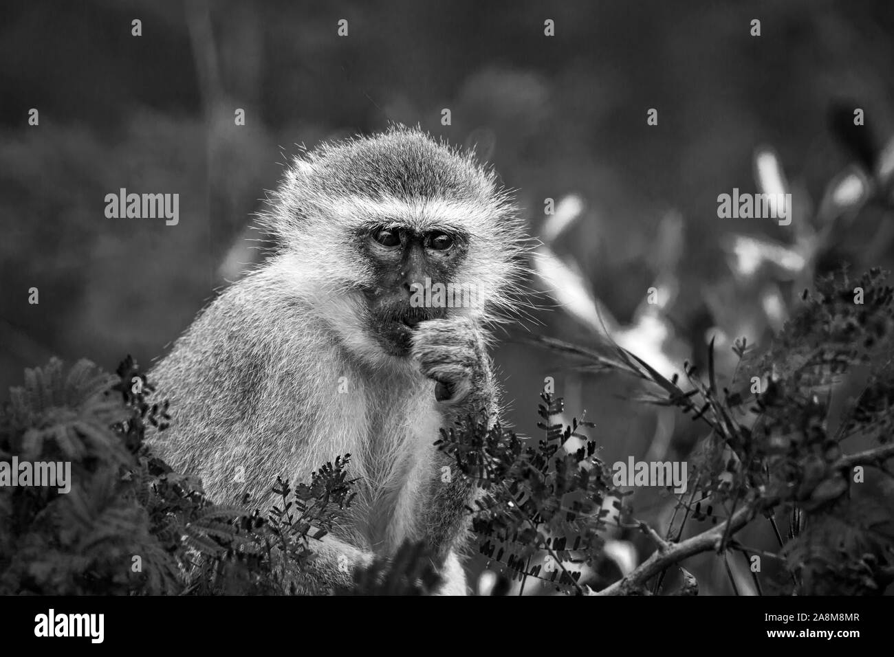 Meerkatze essen einige Blätter im Krüger Nationalpark, Südafrika; Gattung Chlorocebus pygerythrus Familie von Fußball oder Handball Stockfoto