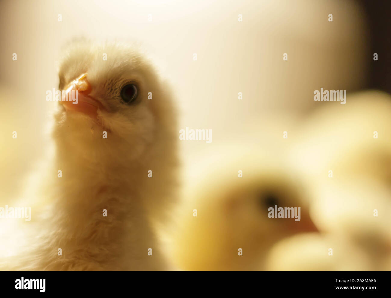 Bresse Gauloise Huhn Küken, 1 Tag bis 2 Wochen, Bresse Küken, in Janja, Bosnien Stockfoto