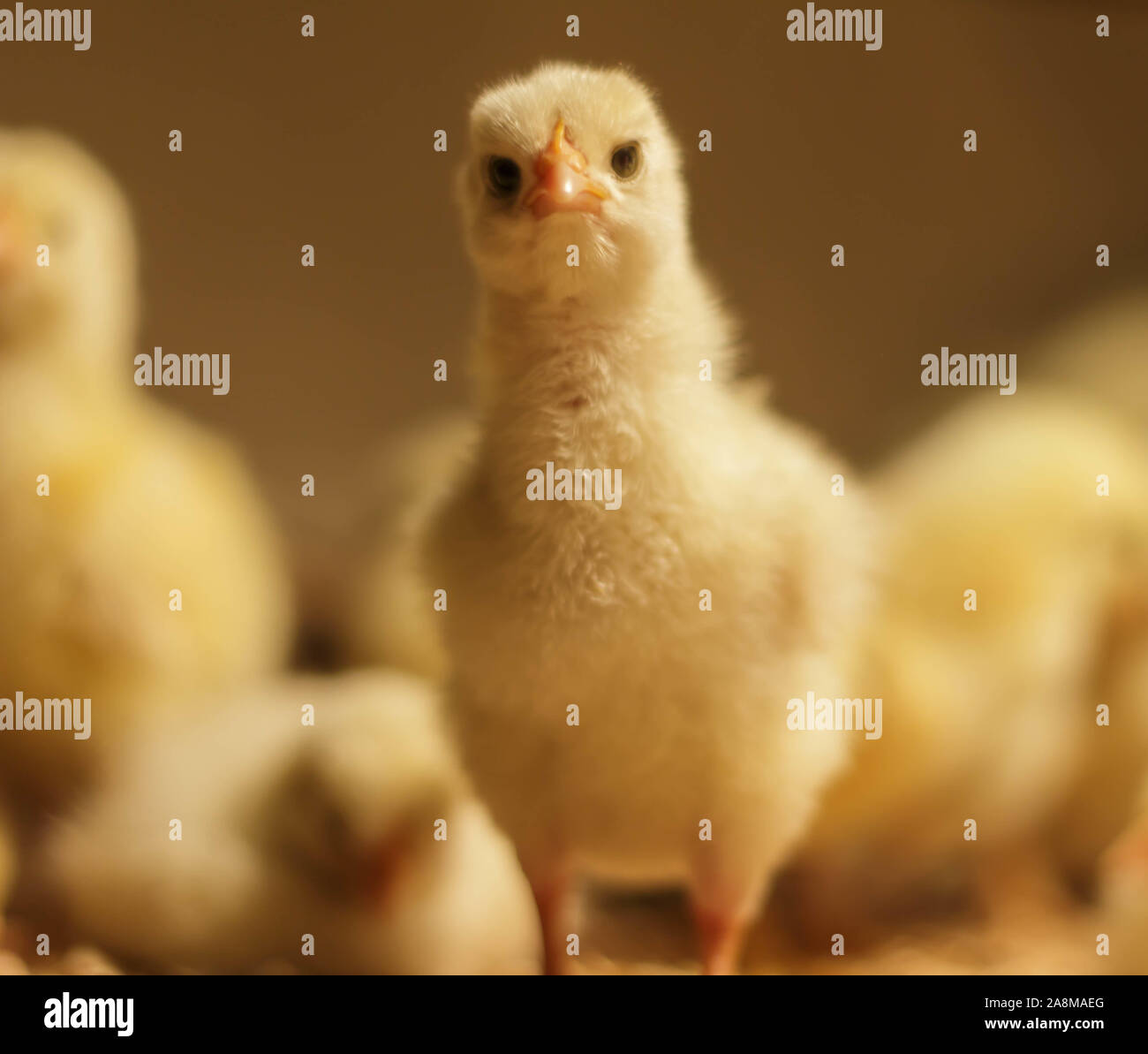 Bresse Gauloise Huhn Küken, 1 Tag bis 2 Wochen, Bresse Küken, in Janja, Bosnien Stockfoto