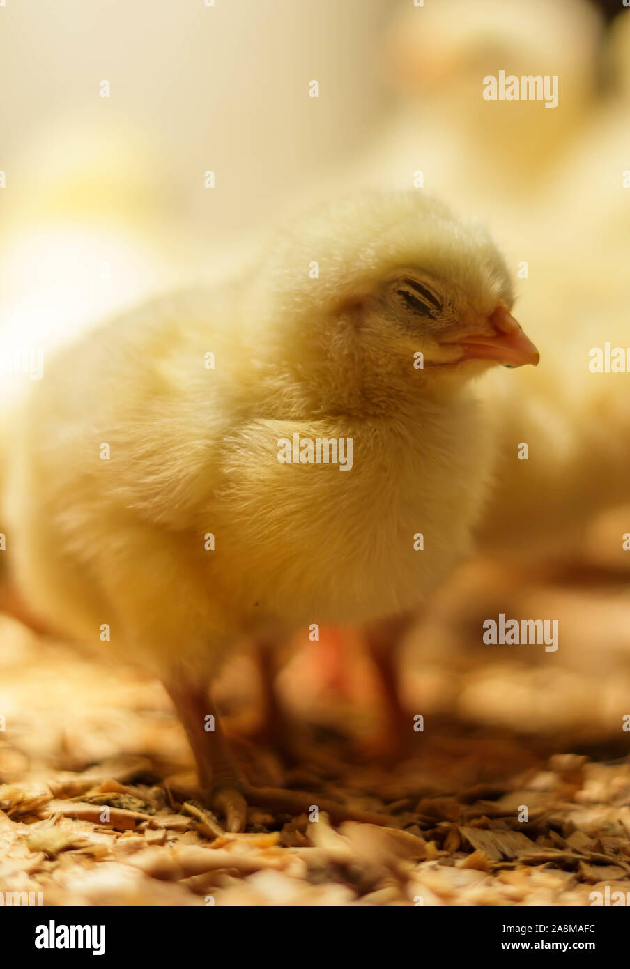 Bresse Gauloise Huhn Küken, 1 Tag bis 2 Wochen, Bresse Küken, in Janja, Bosnien Stockfoto