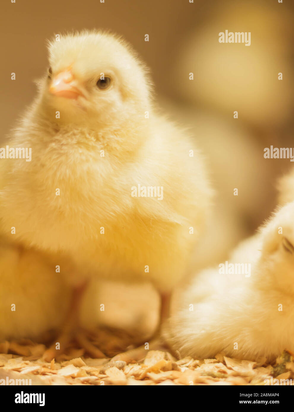 Bresse Gauloise Huhn Küken, 1 Tag bis 2 Wochen, Bresse Küken, in Janja, Bosnien Stockfoto