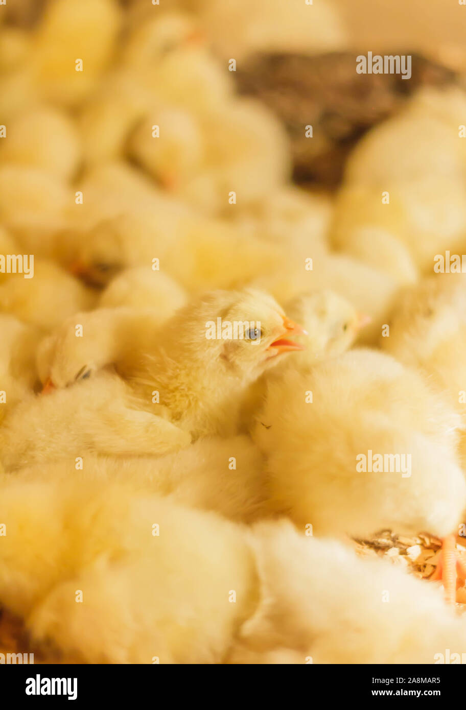 Bresse Gauloise Huhn Küken, 1 Tag bis 2 Wochen, Bresse Küken, in Janja, Bosnien Stockfoto