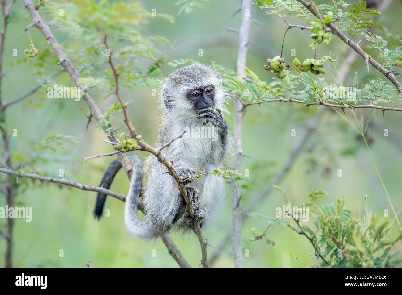 Junge Meerkatze essen eine Anlage im Krüger Nationalpark, Südafrika; Gattung Papio ursinus Familie von Fußball oder Handball Stockfoto