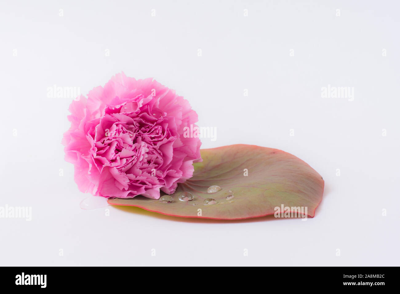 Rosa Blumen, Mohnblumen isoliert auf weißem Hintergrund Stockfoto