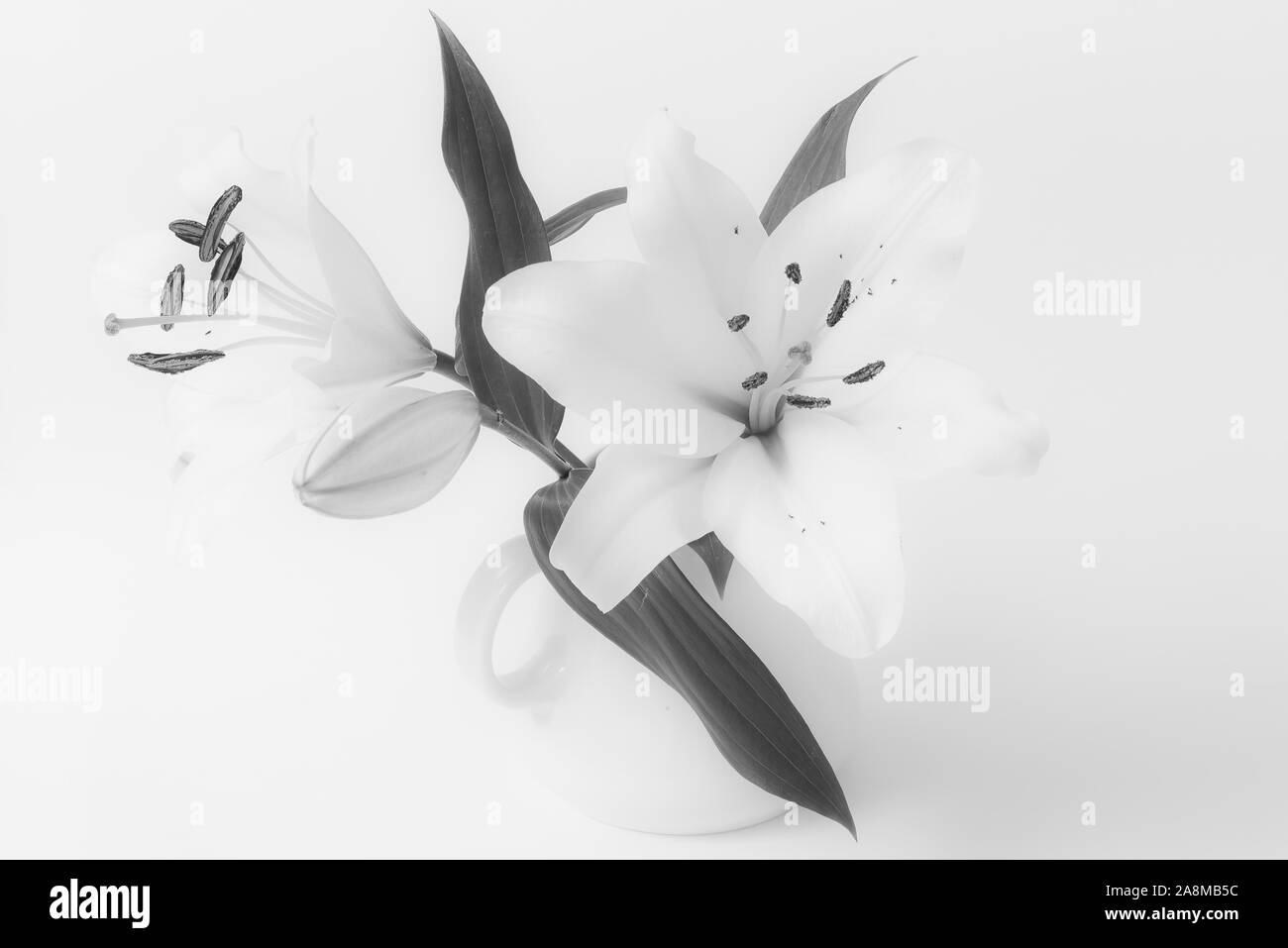 Weiße Lilie, weiße Blumenvase isoliert auf weißem Hintergrund Stockfoto