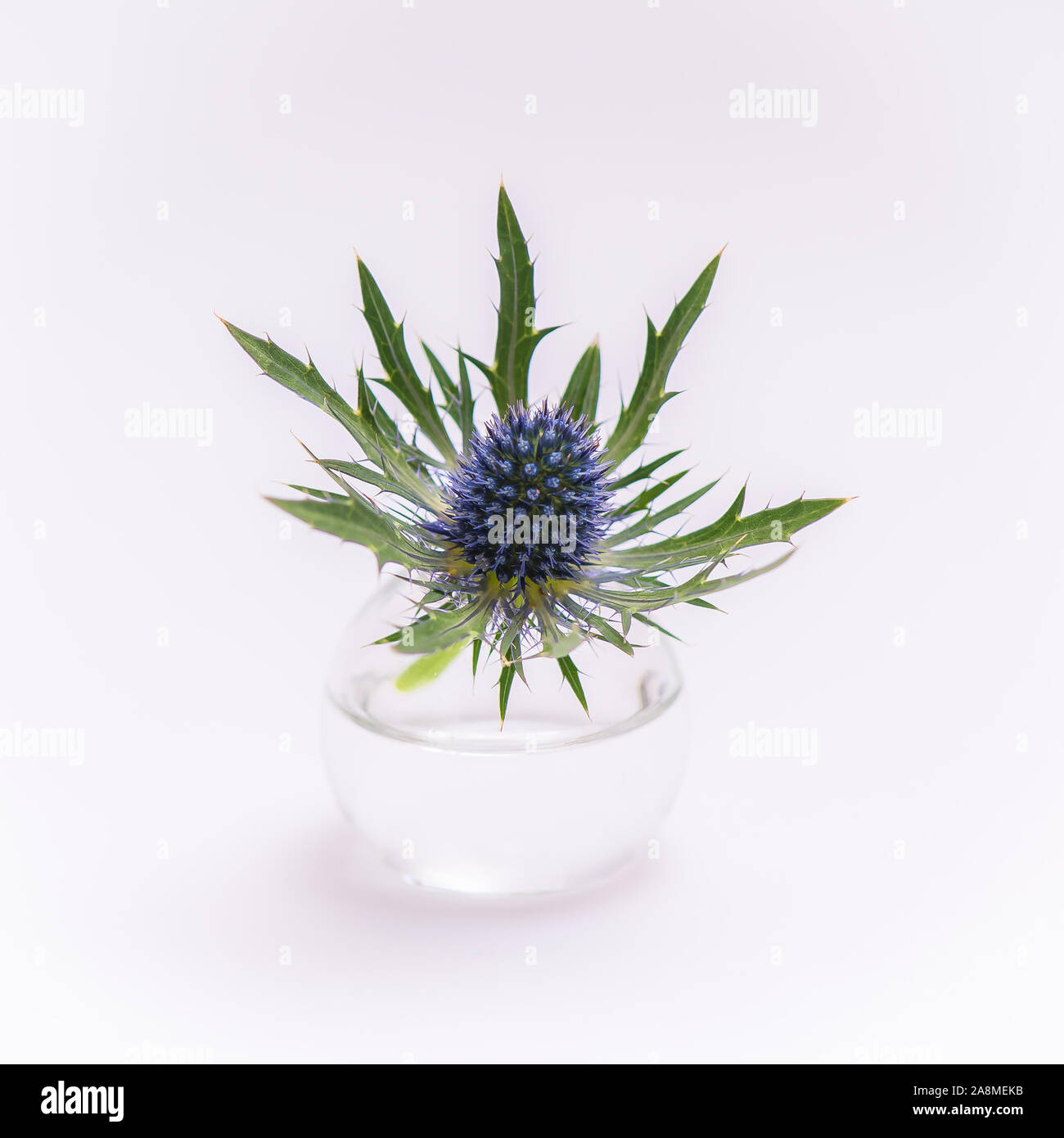 Blaue Disteln, Blumen in einer kleinen Glasvase isoliert auf weißem Hintergrund Stockfoto