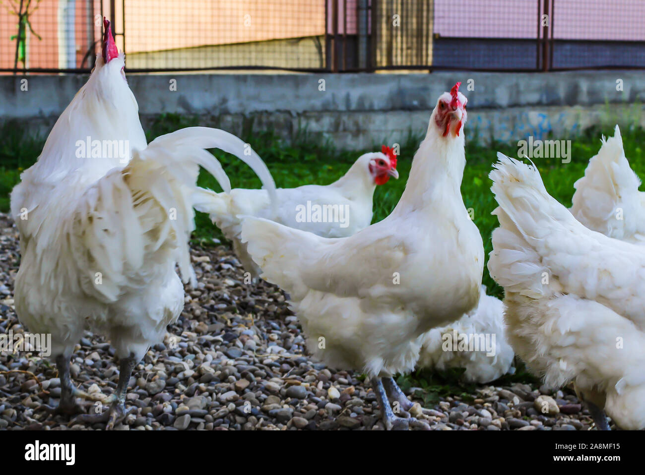 Bresse Gauloise Huhn, Huhn, in Janja Bosnien Stockfoto