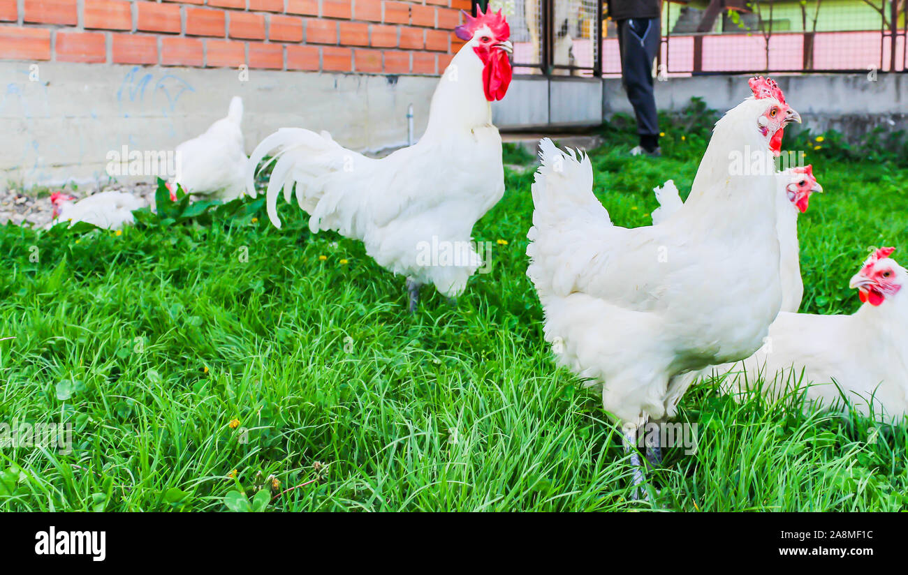 Bresse Gauloise Huhn, Huhn, in Janja Bosnien Stockfoto