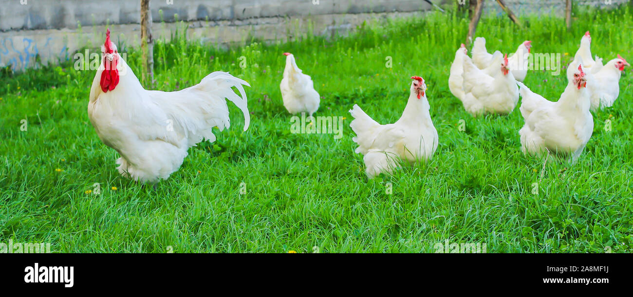 Bresse Gauloise Huhn, Huhn, in Janja Bosnien Stockfoto