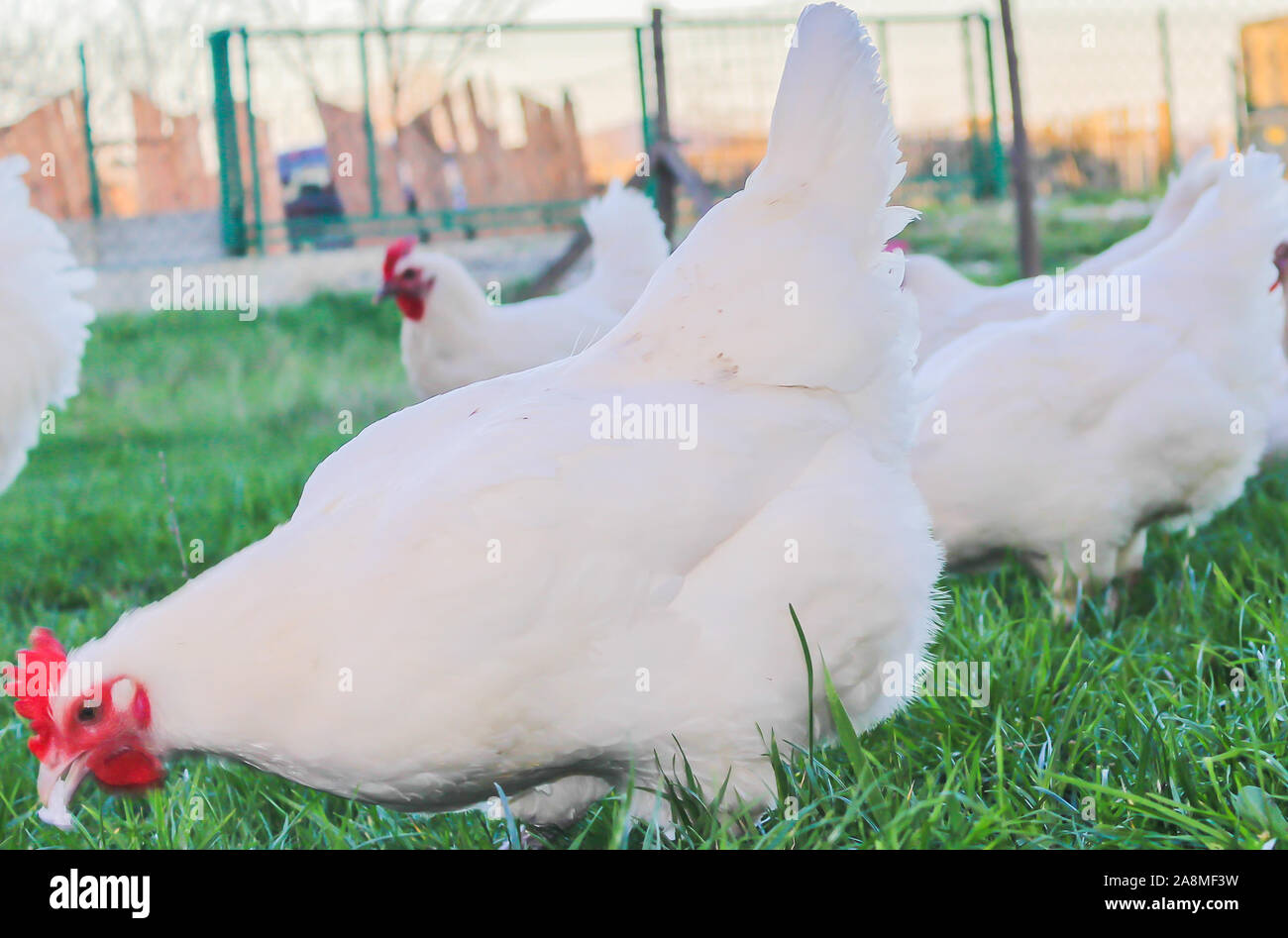 Bresse Gauloise Huhn, Huhn, in Janja Bosnien Stockfoto