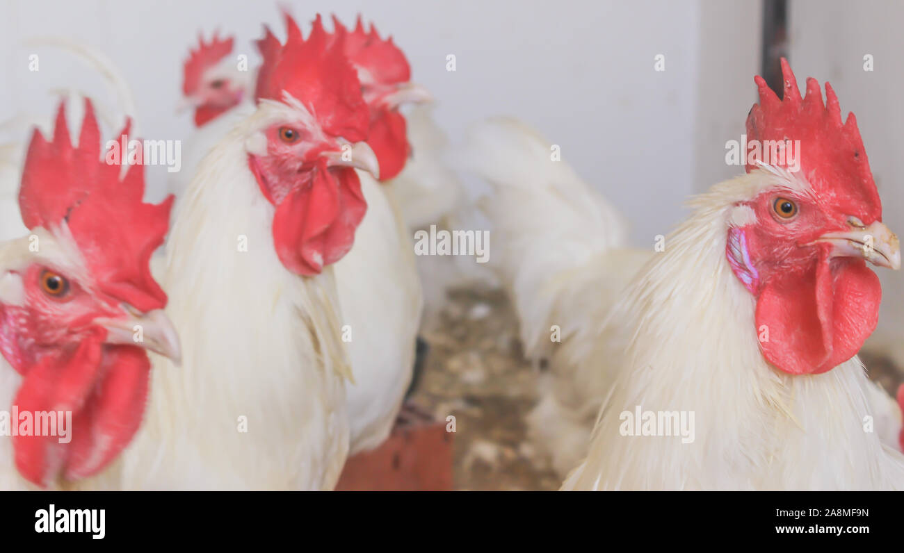 Bresse Gauloise Huhn, Hahn, Huhn, Hahn, 16 Wochen alt, in Janja Bosnien Stockfoto