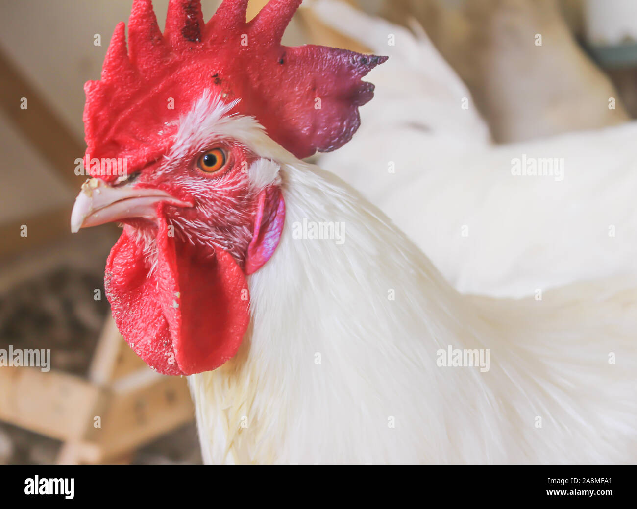 Bresse Gauloise Huhn, Hahn, Huhn, Hahn, 16 Wochen alt, in Janja Bosnien Stockfoto