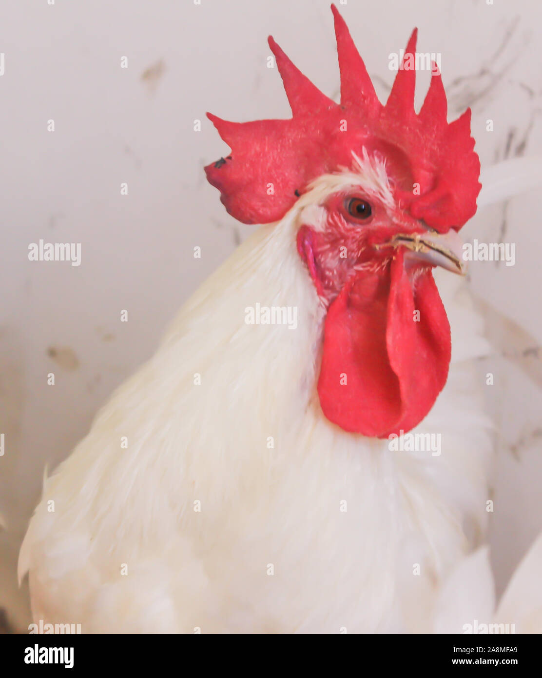 Bresse Gauloise Huhn, Hahn, Huhn, Hahn, 16 Wochen alt, in Janja Bosnien Stockfoto