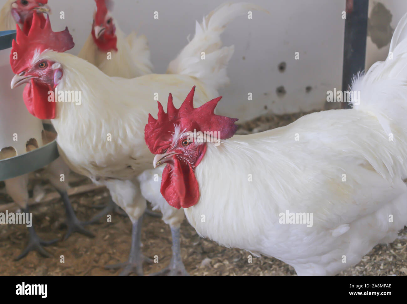 Bresse Gauloise Huhn, Hahn, Huhn, Hahn, 16 Wochen alt, in Janja Bosnien Stockfoto