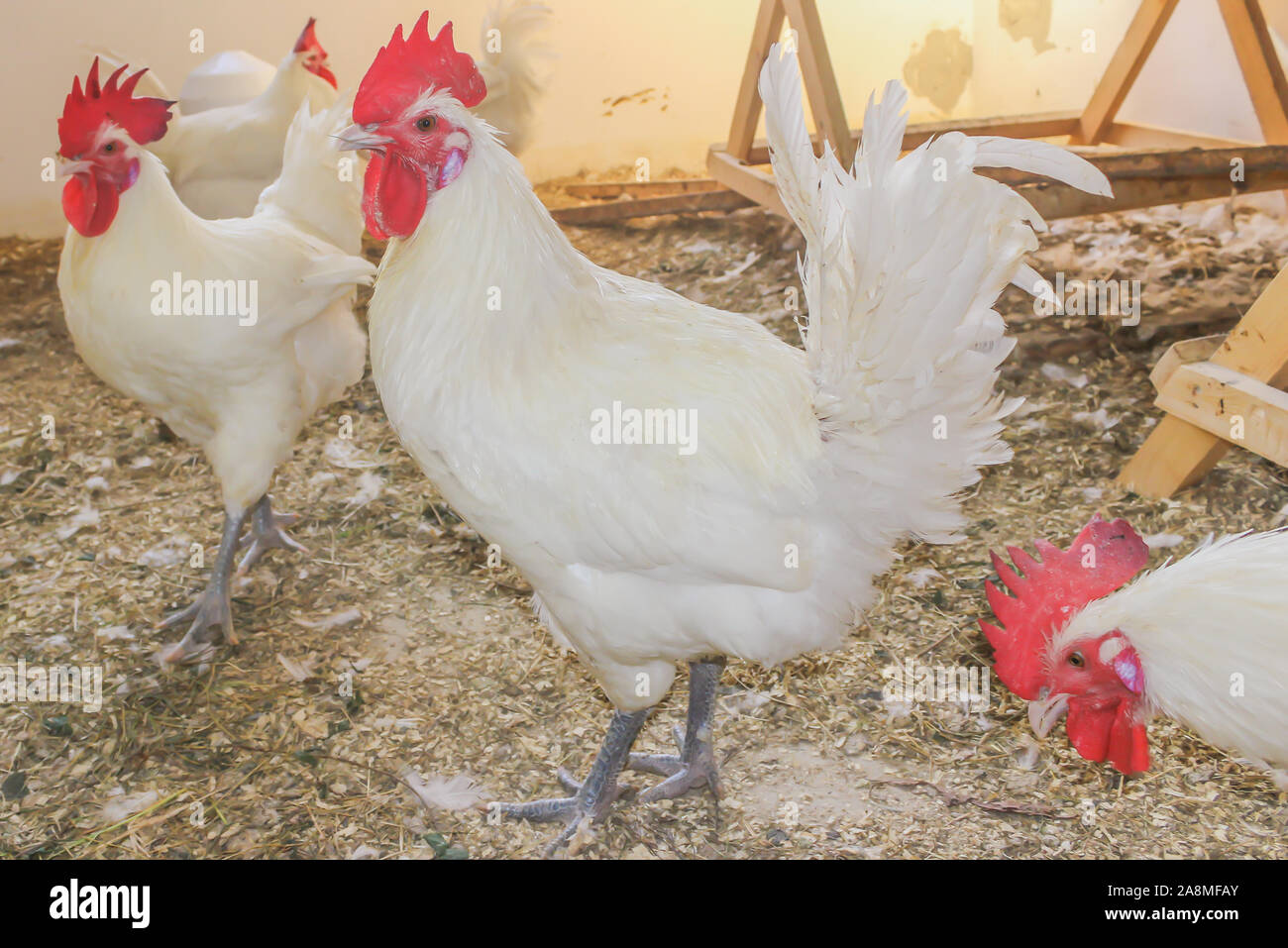 Bresse Gauloise Huhn, Hahn, Huhn, Hahn, 16 Wochen alt, in Janja Bosnien Stockfoto