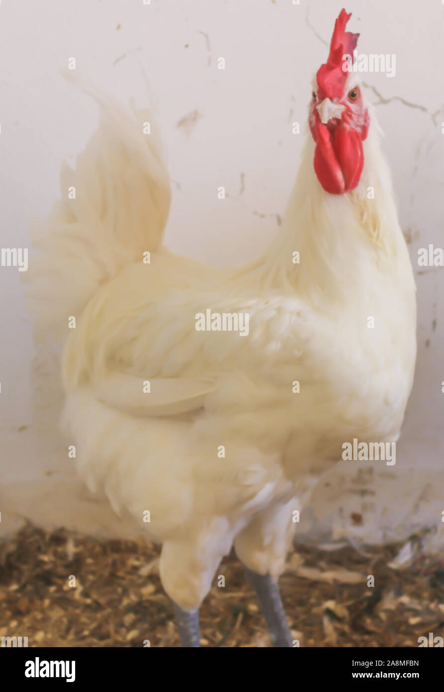 Bresse Gauloise Huhn, Hahn, Huhn, Hahn, 16 Wochen alt, in Janja Bosnien Stockfoto