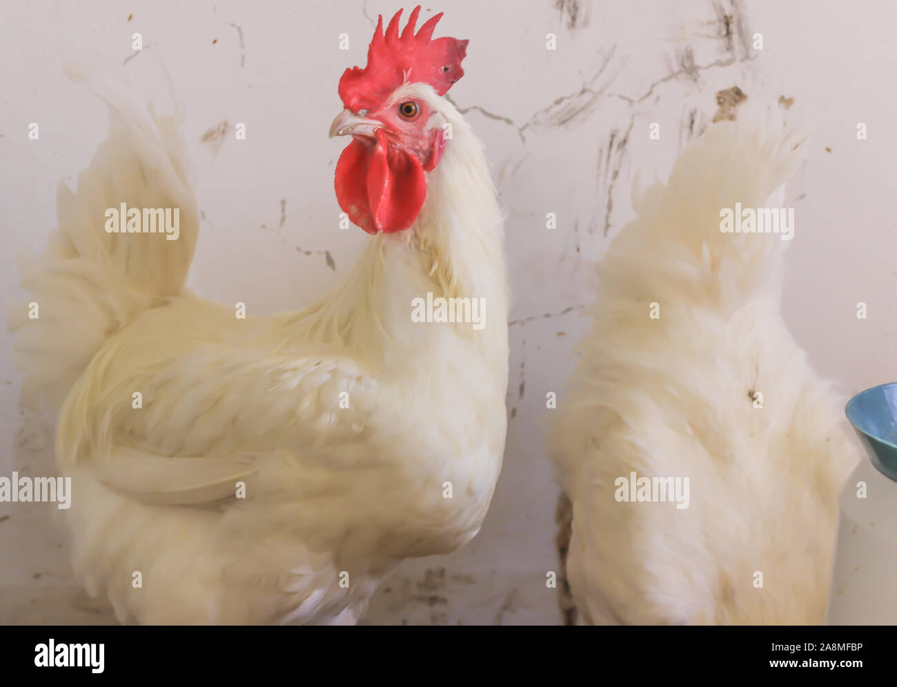 Bresse Gauloise Huhn, Hahn, Huhn, Hahn, 16 Wochen alt, in Janja Bosnien Stockfoto