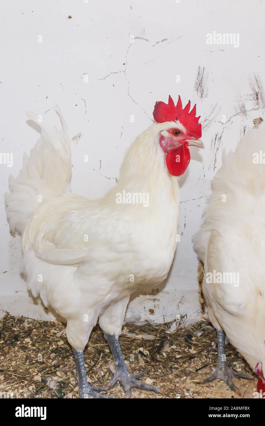 Bresse Gauloise Huhn, Hahn, Huhn, Hahn, 16 Wochen alt, in Janja Bosnien Stockfoto