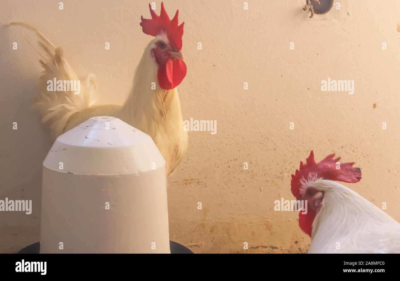 Bresse Gauloise Huhn, Hahn, Huhn, Hahn, 16 Wochen alt, in Janja Bosnien Stockfoto