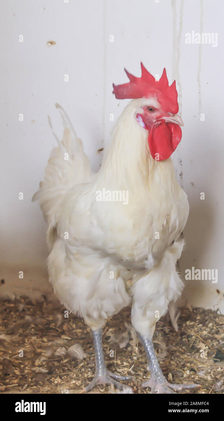 Bresse Gauloise Huhn, Hahn, Huhn, Hahn, 16 Wochen alt, in Janja Bosnien Stockfoto
