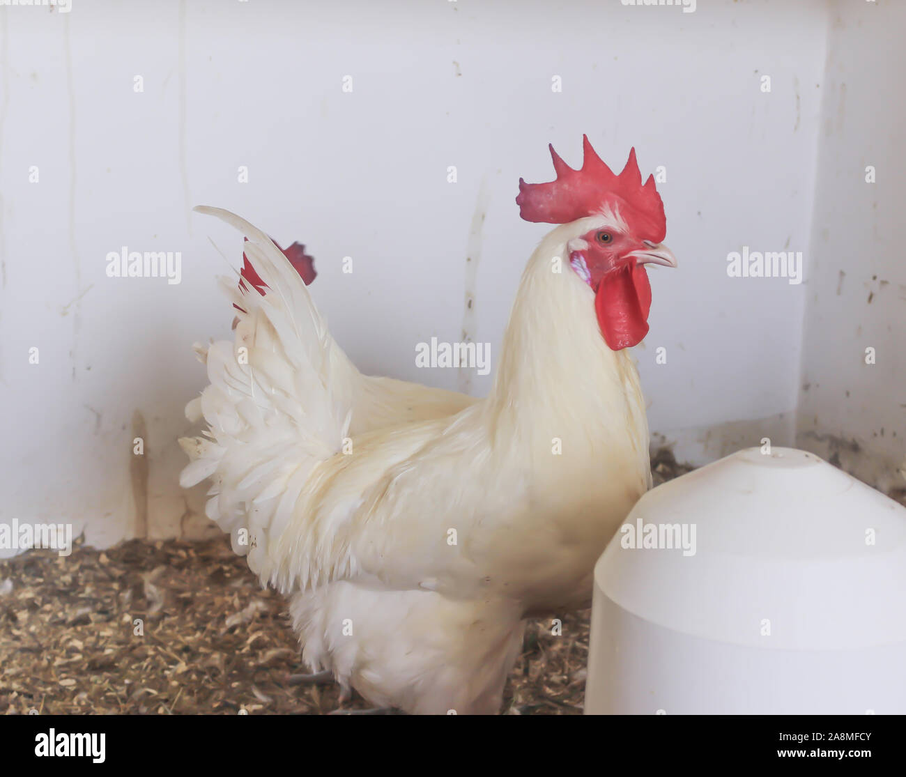 Bresse Gauloise Huhn, Hahn, Huhn, Hahn, 16 Wochen alt, in Janja Bosnien Stockfoto