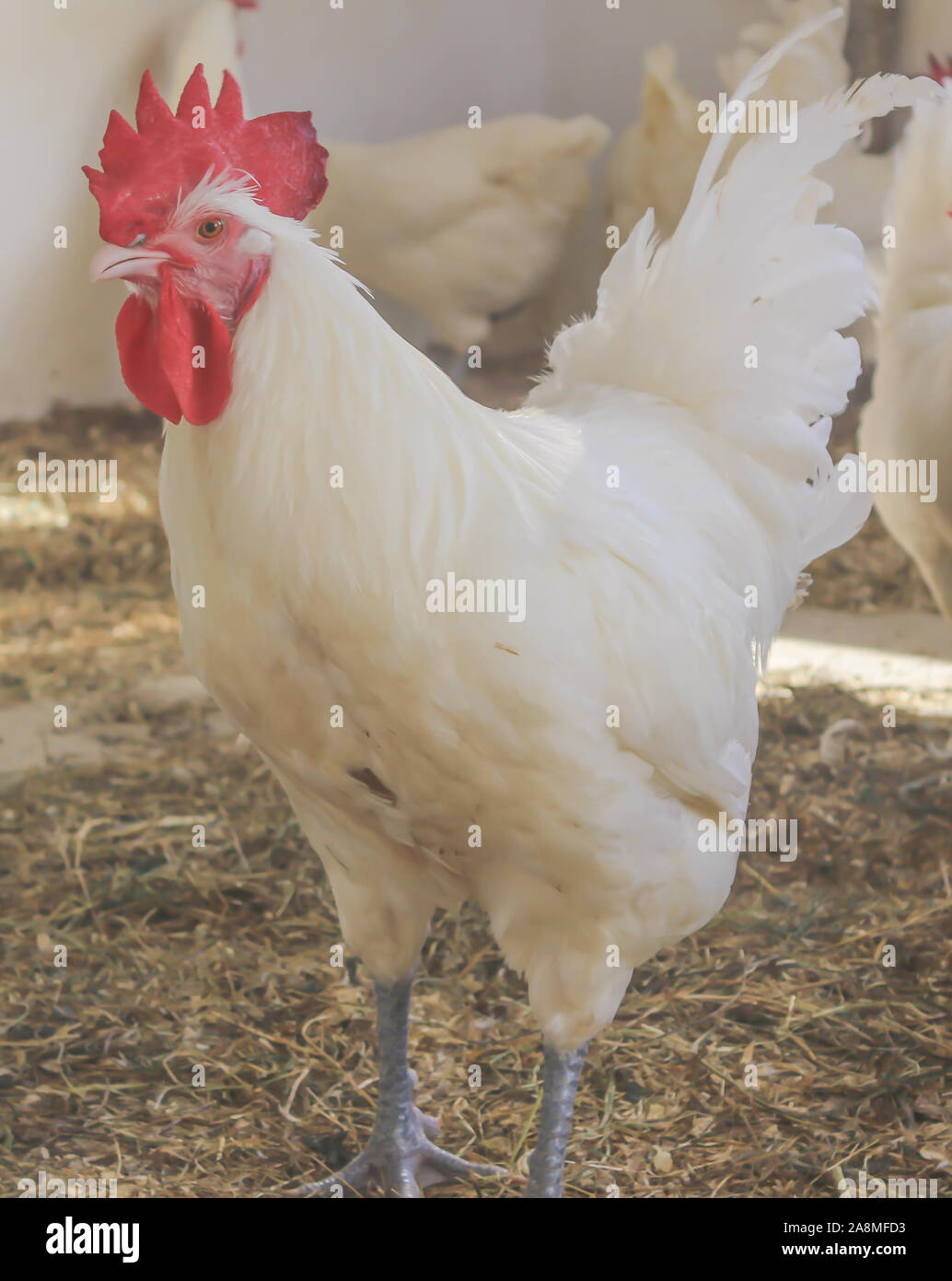Bresse Gauloise Huhn, Hahn, Huhn, Hahn, 16 Wochen alt, in Janja Bosnien Stockfoto
