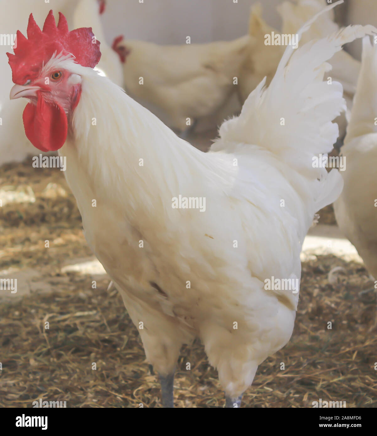 Bresse Gauloise Huhn, Hahn, Huhn, Hahn, 16 Wochen alt, in Janja Bosnien Stockfoto