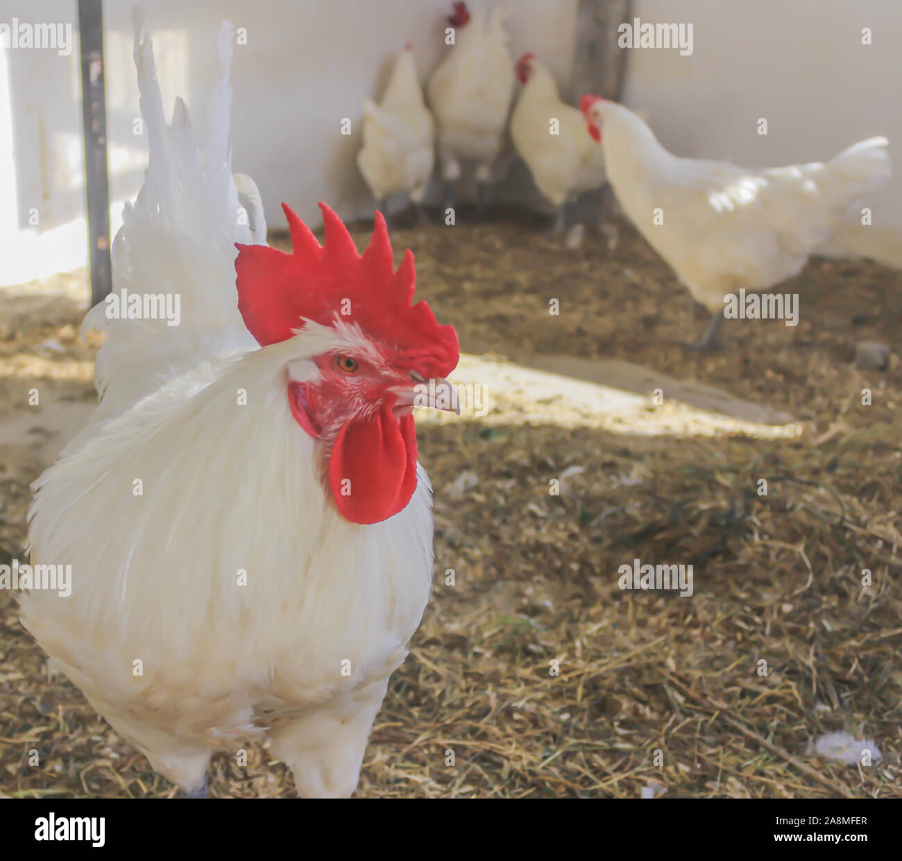 Bresse Gauloise Huhn, Hahn, Huhn, Hahn, 16 Wochen alt, in Janja Bosnien Stockfoto