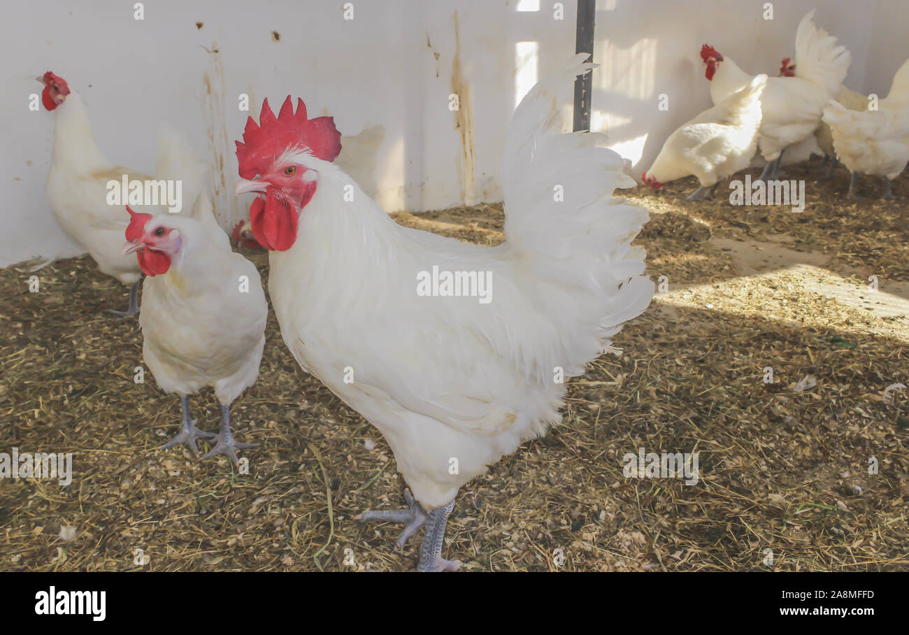 Bresse Gauloise Huhn, Hahn, Huhn, Hahn, 16 Wochen alt, in Janja Bosnien Stockfoto