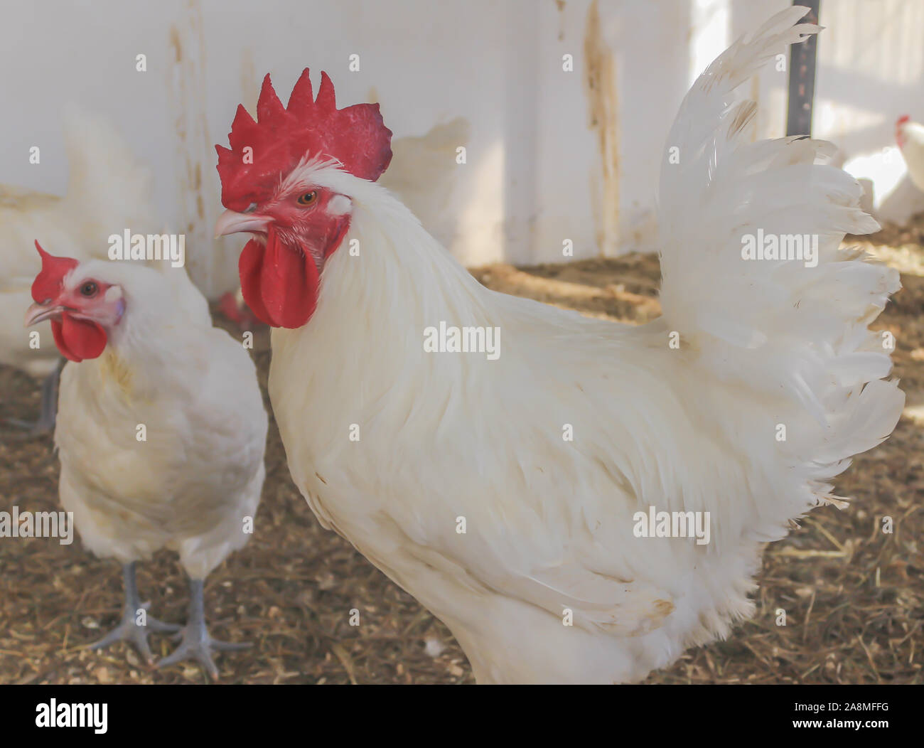 Bresse Gauloise Huhn, Hahn, Huhn, Hahn, 16 Wochen alt, in Janja Bosnien Stockfoto