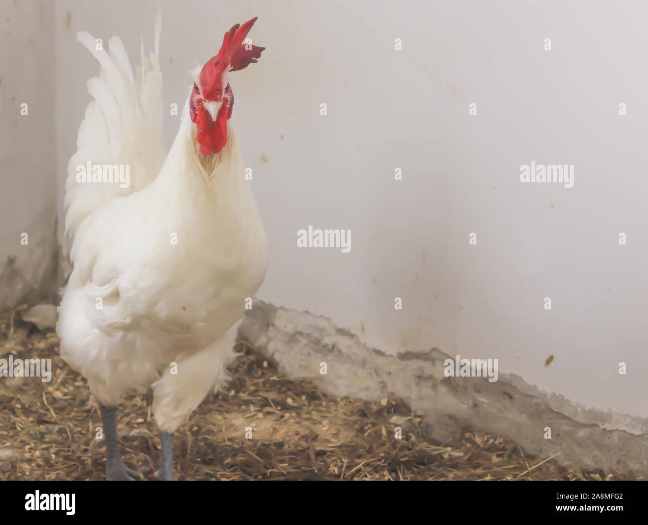 Bresse Gauloise Huhn, Hahn, Huhn, Hahn, 16 Wochen alt, in Janja Bosnien Stockfoto