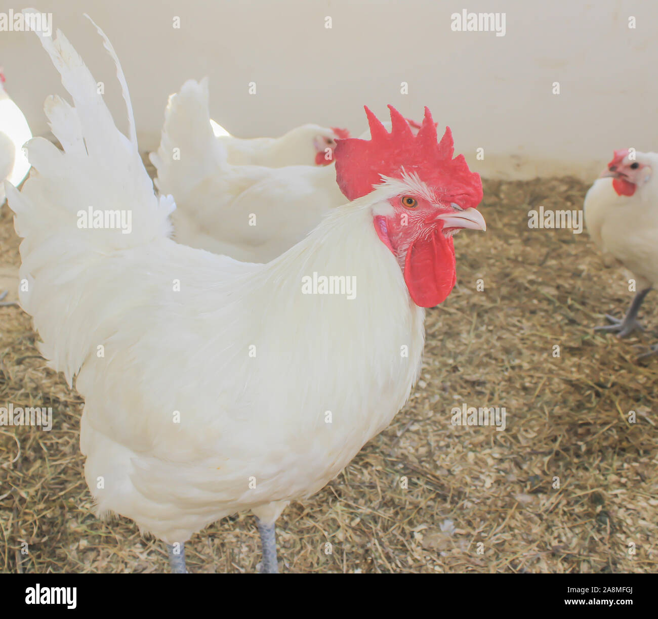 Bresse Gauloise Huhn, Hahn, Huhn, Hahn, 16 Wochen alt, in Janja Bosnien Stockfoto